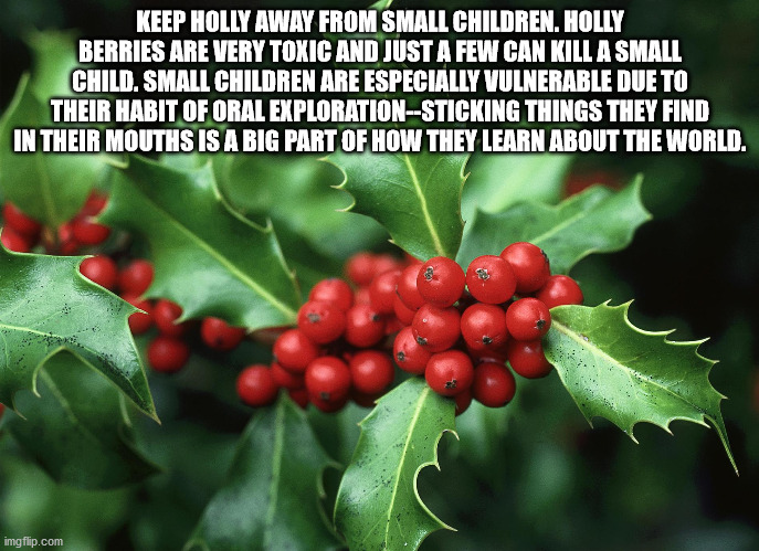 Holly - Keep Holly Away From Small Children. Holly Berries Are Very Toxic And Just A Few Can Kill A Small Child. Small Children Are Especially Vulnerable Due To Their Habit Of Oral ExplorationSticking Things They Find In Their Mouths Is A Big Part Of How 