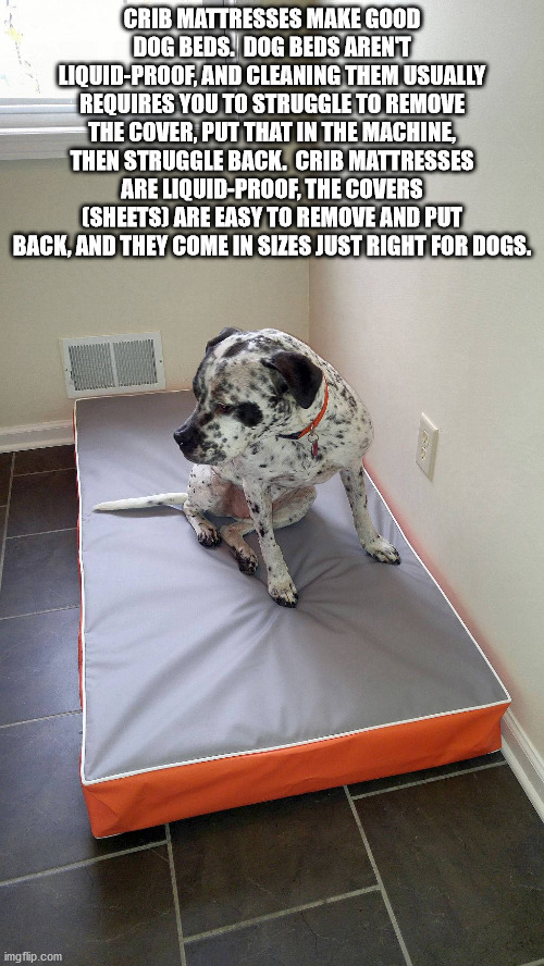 floor - Crib Mattresses Make Good Dog Beds. Dog Beds Arent LiquidProof, And Cleaning Them Usually Requires You To Struggle To Remove The Cover, Put That In The Machine, Then Struggle Back. Crib Mattresses Are LiquidProof, The Covers Sheets Are Easy To Rem