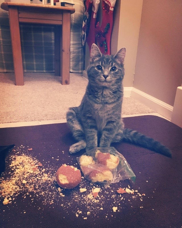 cat stealing muffin