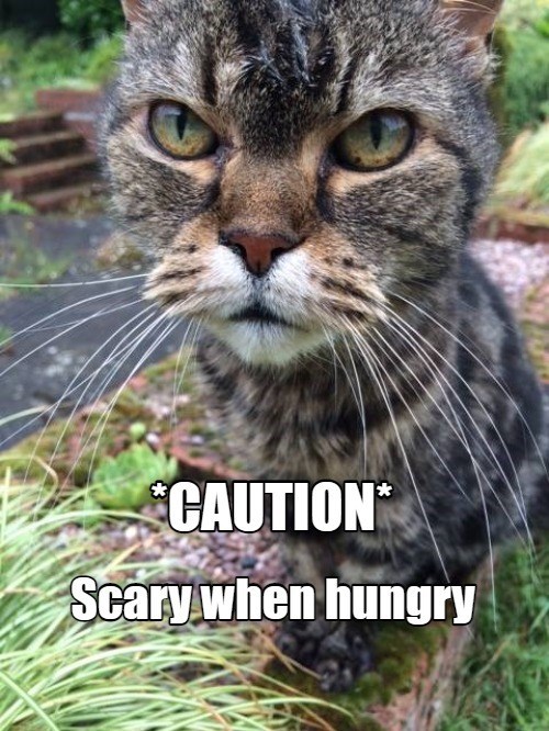 whiskers - Caution Scary when hungry