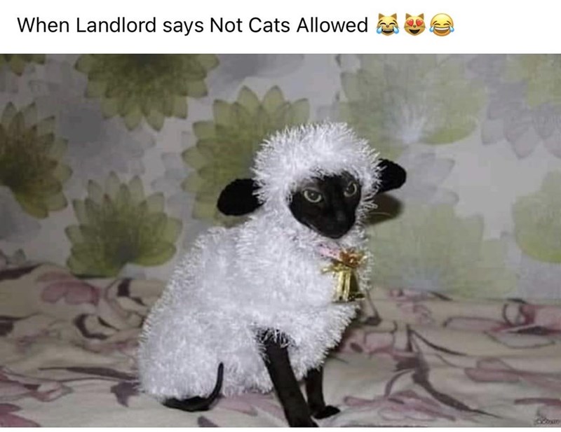 sheep costume for cat - When Landlord says Not Cats Allowed