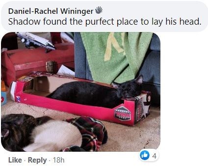 photo caption - DanielRachel Wininger Shadow found the purfect place to lay his head. 4 18h