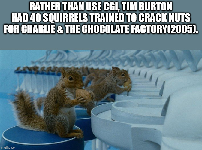 charlie and the chocolate factory squirrels - Rather Than Use Cgi, Tim Burton Had 40 Squirrels Trained To Crack Nuts For Charlie & The Chocolate Factory2005. imgflip.com