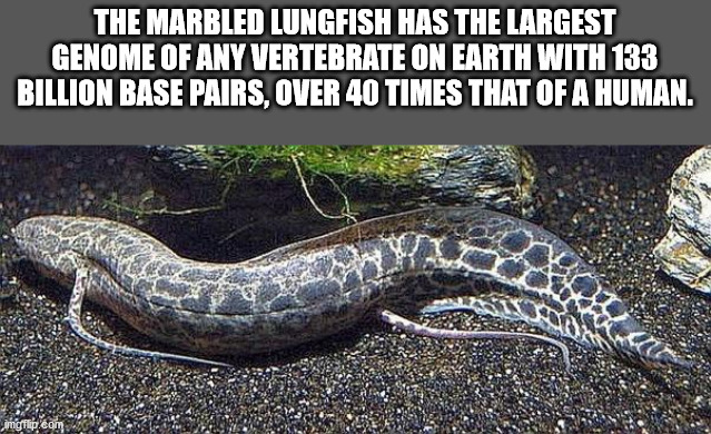 fauna - The Marbled Lungfish Has The Largest Genome Of Any Vertebrate On Earth With 133 Billion Base Pairs, Over 40 Times That Of A Human. imgflip.com