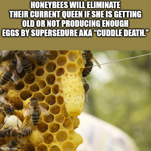 bee - Honeybees Will Eliminate Their Current Queen If She Is Getting Old Or Not Producing Enough Eggs By Supersedure Aka "Cuddle Death." imgflip.com