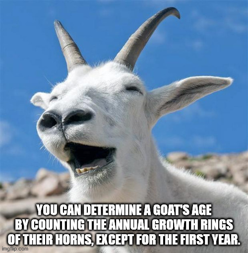laughing goat - You Can Determine A Goat'S Age By Counting The Annual Growth Rings Of Their Horns, Except For The First Year. imgflip.com