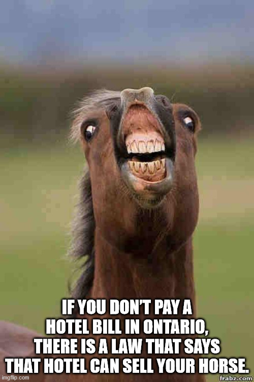 any questions horse - If You Don'T Pay A Hotel Bill In Ontario, There Is A Law That Says That Hotel Can Sell Your Horse. imgflip.com frabz.com