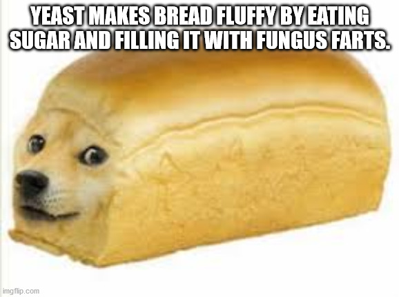 doge - Yeast Makes Bread Fluffy By Eating Sugar And Filling It With Fungus Farts. imgflip.com