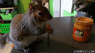 squirrel eating peanut butter - Jif Senorgif.Com