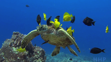 ocean with animals gif - Hhp