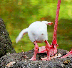 baby flamingo gif