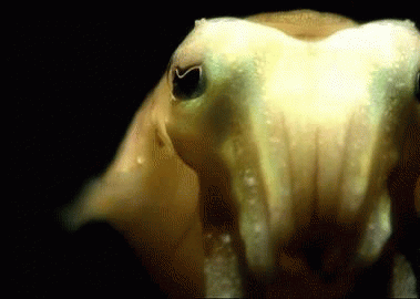 cephalopods gif
