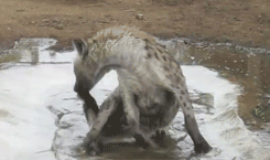 happy hyena gif