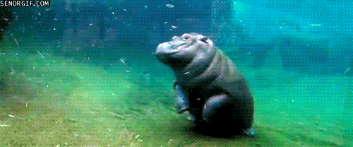 baby hippo gif - Senorgif.Com