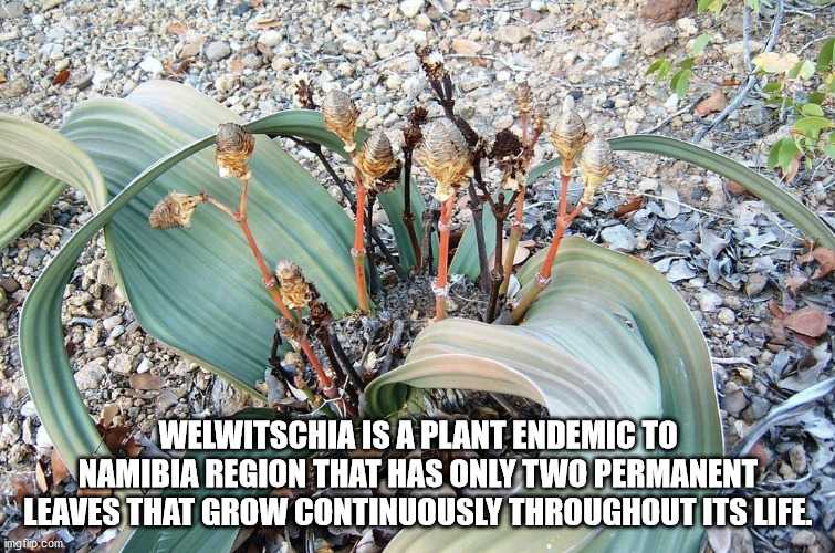 Welwitschia mirabilis - Welwitschia Is A Plant Endemic To Namibia Region That Has Only Two Permanent Leaves That Grow Continuously Throughout Its Life. imgflip.com