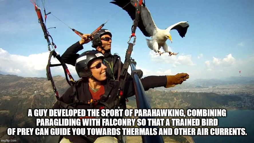 parachute - A Guy Developed The Sport Of Parahawking, Combining Paragliding With Falconry So That A Trained Bird Of Prey Can Guide You Towards Thermals And Other Air Currents. imgflip.com