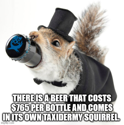 squirrel beer - Ew Doga There Is A Beer That Costs $765 Per Bottle And Comes In Its Own Taxidermy Squirrel. imgflip.com