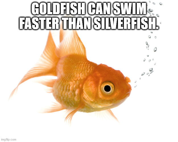 fauna - Goldfish Can Swim Faster Than Silverfish. imgflip.com