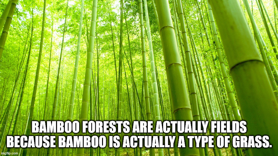 fresh bamboo - Bamboo Forests Are Actually Fields Because Bamboo Is Actually A Type Of Grass. imgflip.com