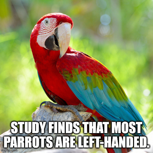 macaw - Study Finds That Most Parrots Are LeftHanded. imgflip.com