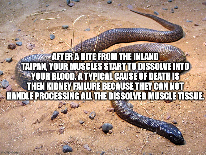 inland taipan - After A Bite From The Inland Taipan, Your Muscles Start To Dissolve Into Your Blood. A Typical Cause Of Death Is Then Kidney Failure Because They Can Not Handle Processing All The Dissolved Muscle Tissue imgflip.com