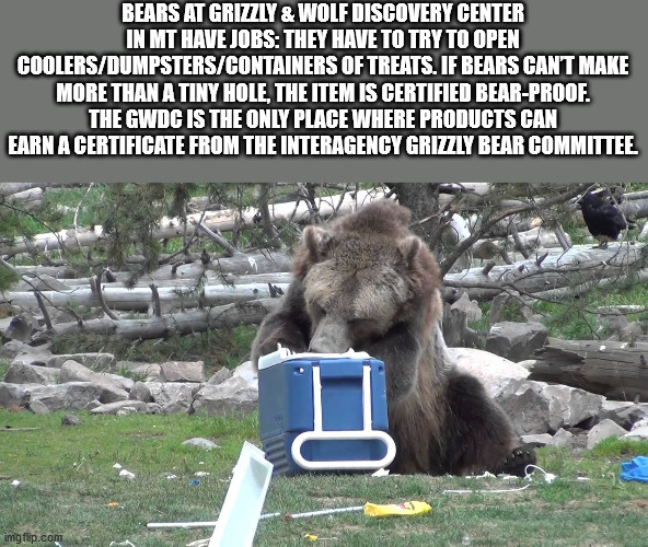 pez azul de bob esponja - Bears At Grizzly & Wolf Discovery Center In Mt Have Jobs They Have To Try To Open CoolersDumpstersContainers Of Treats. If Bears Cant Make More Than A Tiny Hole, The Item Is Certified BearProof. The Gwdc Is The Only Place Where P