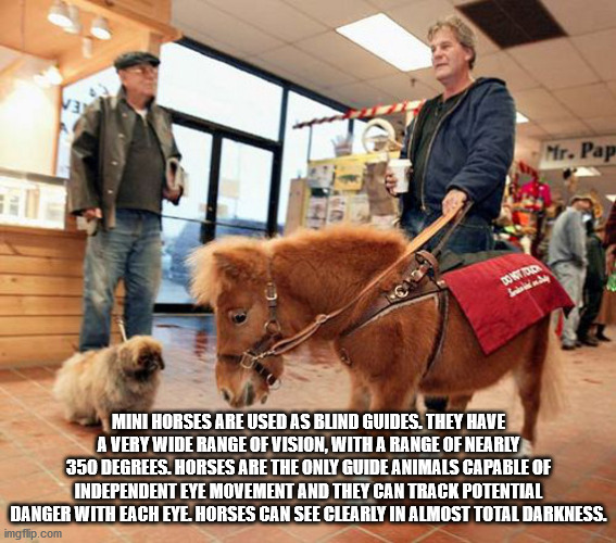 seeing eye horse - Mr. Pap Botid Mini Horses Are Used As Blind Guides. They Have A Very Wide Range Of Vision, With A Range Of Nearly 350 Degrees. Horses Are The Only Guide Animals Capable Of Independent Eye Movement And They Can Track Potential Danger Wit