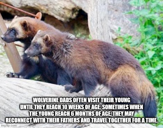 Wolverine Dads Often Visit Their Young Until They Reach 10 Weeks Of Age. Sometimes When The Young Reach 6 Months Of Age, They May Reconnect With Their Fathers And Travel Together For A Time imgflip.com