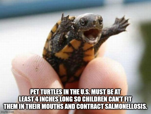 happy baby turtle - Pet Turtles In The U.S. Must Be At Least 4 Inches Long So Children Cant Fit Them In Their Mouths And Contract Salmonellosis. imgflip.com
