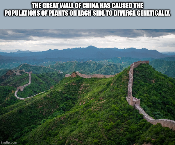 trump great wall of china memes - The Great Wall Of China Has Caused The Populations Of Plants On Each Side To Diverge Genetically. imgflip.com