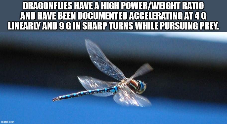 meme - Dragonflies Have A High PowerWeight Ratio And Have Been Documented Accelerating At 4G Linearly And 9 G In Sharp Turns While Pursuing Prey. imgflip.com
