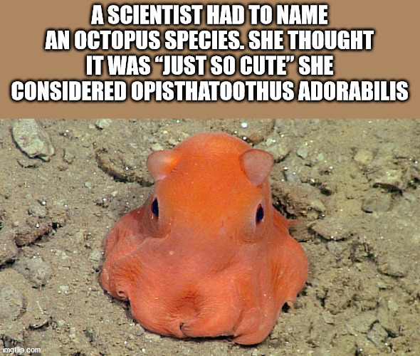 cutest animal in the world - A Scientist Had To Name An Octopus Species. She Thought It Was "Just So Cute" She Considered Opisthatoothus Adorabilis imgflip.com