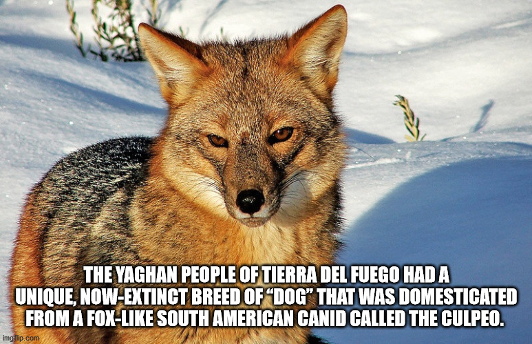 jeremy lin asian dad meme - The Yaghan People Of Tierra Del Fuego Had A Unique, NowExtinct Breed Of "Dog That Was Domesticated From A Fox South American Canid Called The Culpeo. imgflip.com