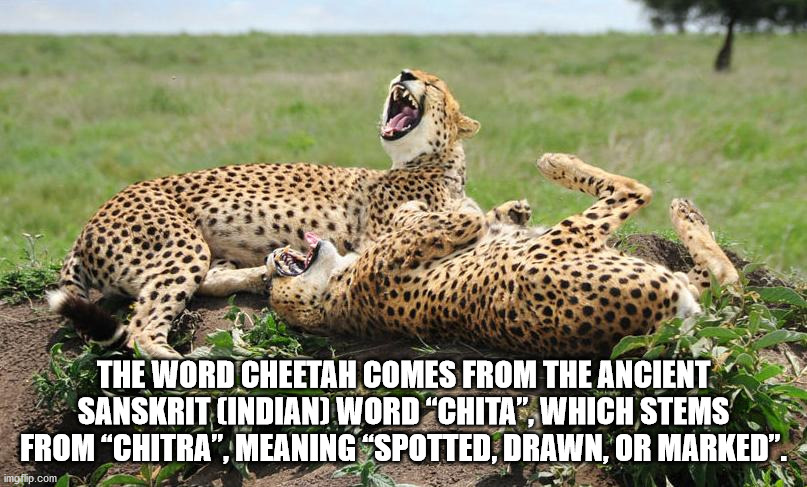 cheetah joke meme - The Word Cheetah Comes From The Ancient Sanskrit Indian Word Chita, Which Stems From Chitra", Meaning Spotted, Drawn, Or Marked". imgflip.com