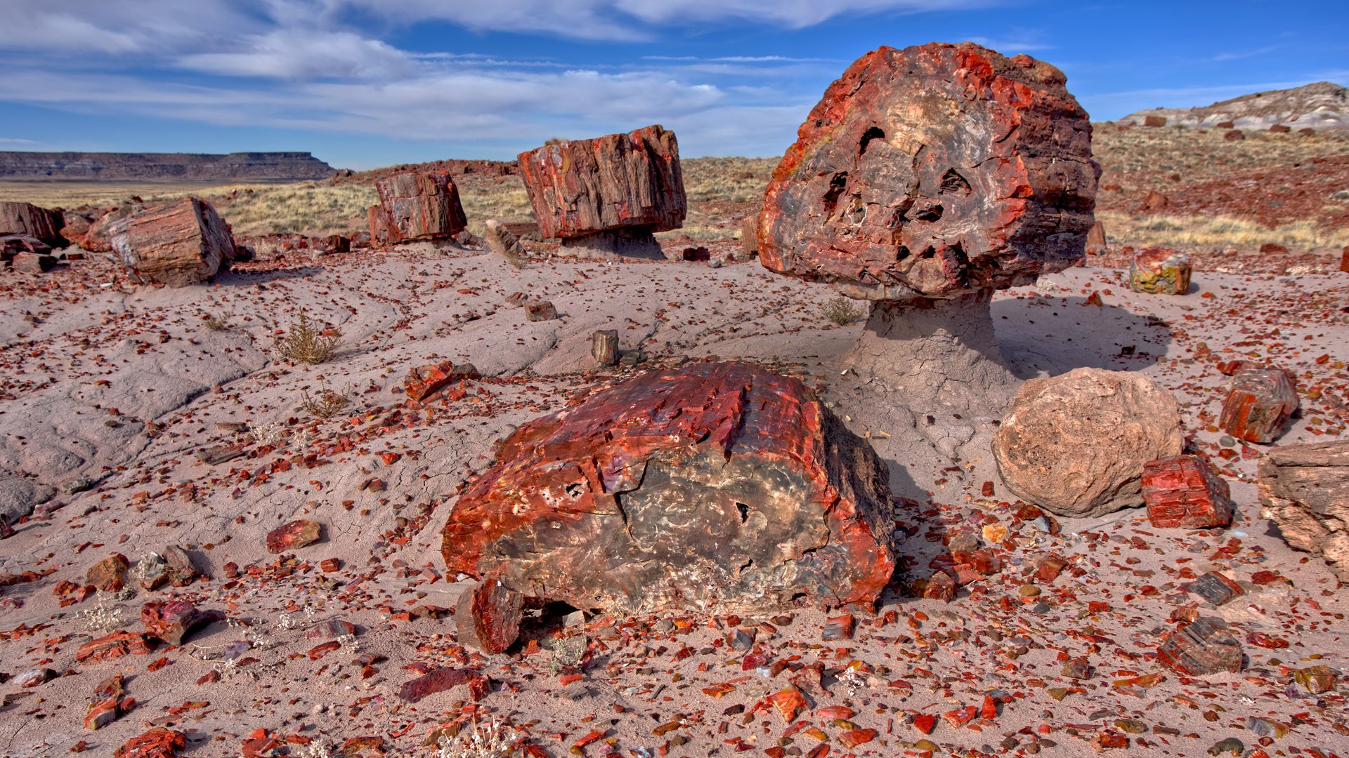 jasper forest section of petrified forest national park arizona usa