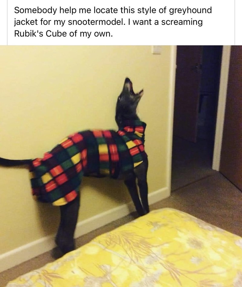 cat - Somebody help me locate this style of greyhound jacket for my snootermodel. I want a screaming Rubik's Cube of my own.
