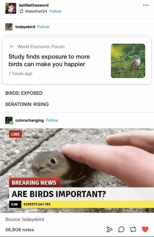 birds important meme - ... katthesword thatsthat24 todaysbird World Economic Forum Study finds exposure to more birds can make you happier 7 hours ago Birds Exposed Seratonin Rising colorschanging Live Breaking News Are Birds Important? Experts Say Yes So