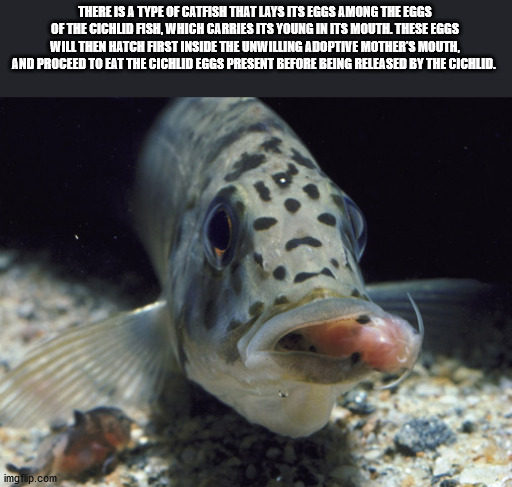 There Is A Type Of Catfish That Lays Its Eggs Among The Eggs Of The Cichlid Aish, Which Carries Its Young In Its Moutil These Eggs Will Then Hatch First Inside The Unwilling Adoptive Mother'S Mouth, And Proceed To Eat The Cichlid Eggs Present Before Being