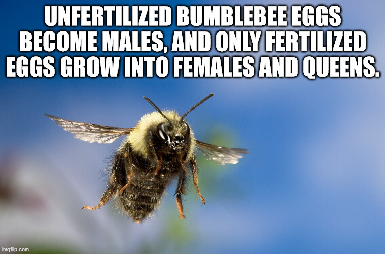lavage auto - Unfertilized Bumblebee Eggs Become Males, And Only Fertilized Eggs Grow Into Females And Queens. imgflip.com