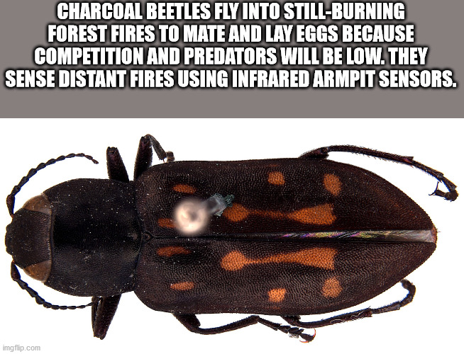 scarabs - Charcoal Beetles Fly Into StillBurning Forest Fires To Mate And Lay Eggs Because Competition And Predators Will Be Low. They Sense Distant Fires Using Infrared Armpit Sensors. C. imgflip.com