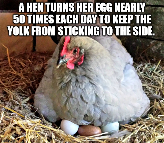 photo caption - A Hen Turns Her Egg Nearly 50 Times Each Day To Keep The Yolk From Sticking To The Side. Simgflip.com