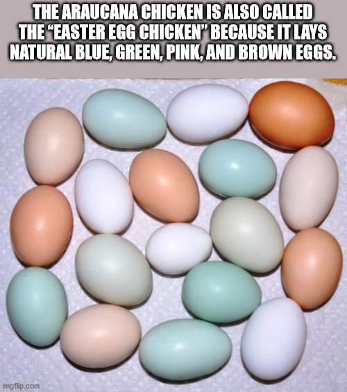 The Araucana Chicken Is Also Called The Easter Egg Chicken Because It Lays Natural Blue, Green, Pink, And Brown Eggs. imgflip.com