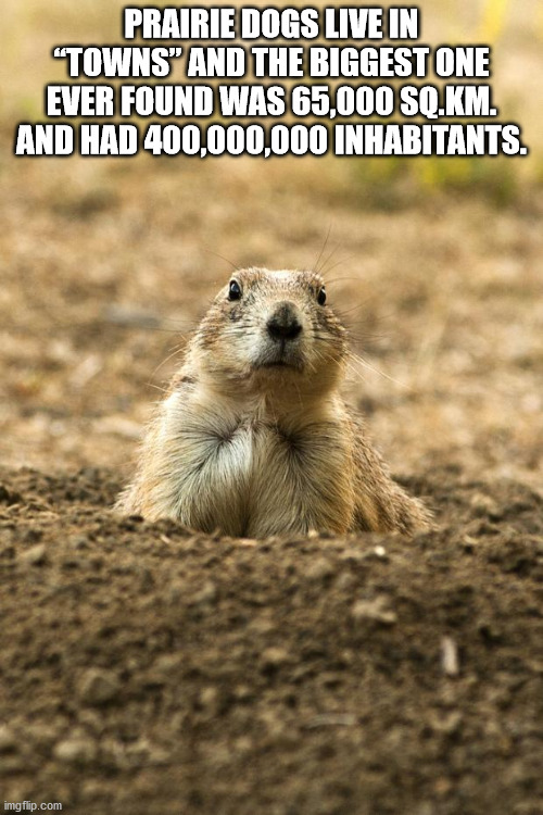 prairie dog - Prairie Dogs Live In "Towns" And The Biggest One Ever Found Was 65,000 Sq.Km. And Had 400,000,000 Inhabitants. imgflip.com