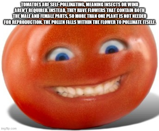 tomato smile - Tomatoes Are SelfPollinating, Meaning Insects Or Wind Aren'T Required. Instead, They Have Flowers That Contain Both The Male And Female Parts, So More Than One Plant Is Not Needed For Reproduction. The Pollen Falls Within The Flower To Poll