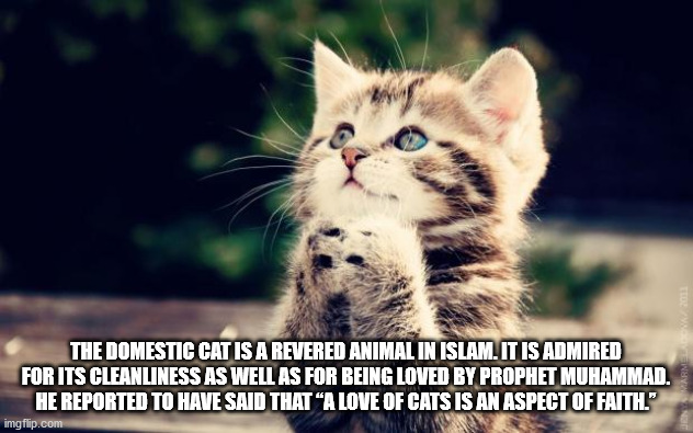 hopeful cat - The Domestic Cat Is A Revered Animal In Islam. It Is Admired For Its Cleanliness As Well As For Being Loved By Prophet Muhammad. He Reported To Have Said That A Love Of Cats Is An Aspect Of Faith." imgflip.com