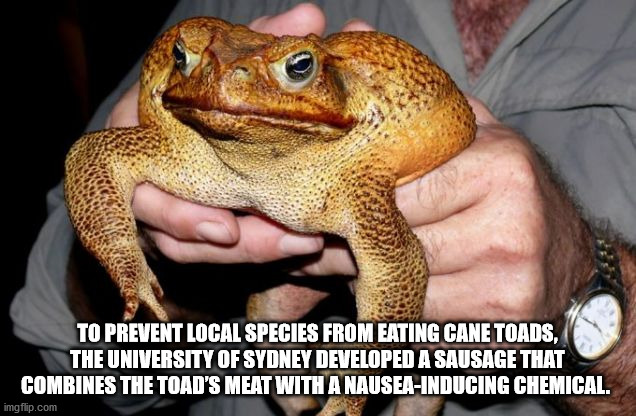 australian cane toad - To Prevent Local Species From Eating Cane Toads The University Of Sydney Developed A Sausage That Combines The Toad'S Meat With A NauseaInducing Chemical. imgflip.com
