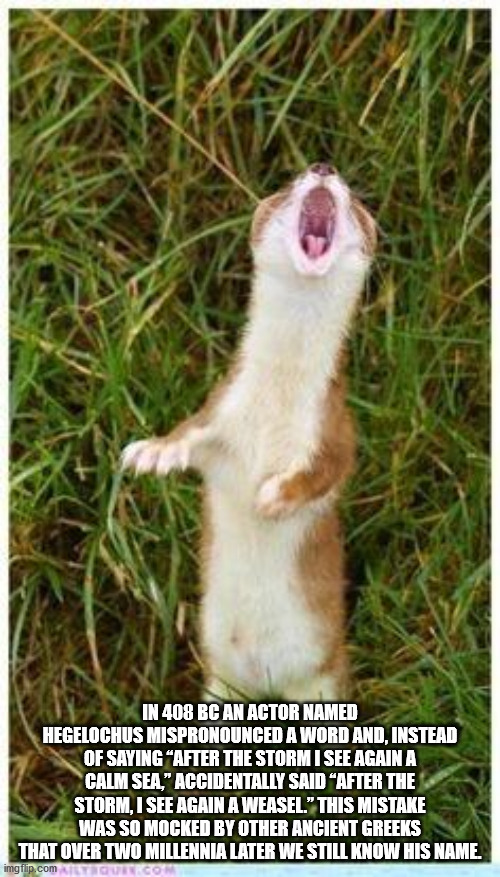 singing animals - In 408 Bc An Actor Named Hegelochus Mispronounced A Word And, Instead Of Saying After The Storm I See Again A Calm Sea," Accidentally Said After The Storm, I See Again A Weasel." This Mistake Was So Mocked By Other Ancient Greeks That Ov