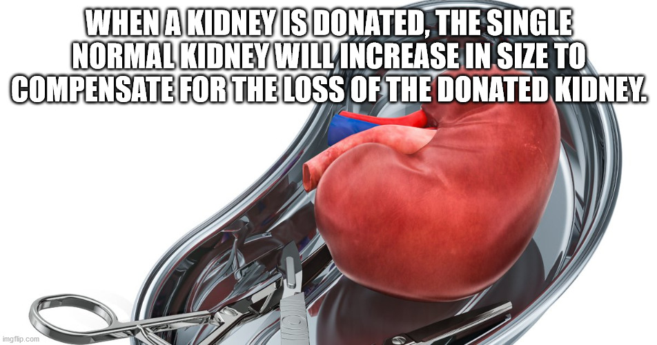 lazy college senior meme - Whena Kidney Is Donated, The Single Normal Kidney Will Increase In Size To Compensate For The Loss Of The Donated Kidney o imgflip.com