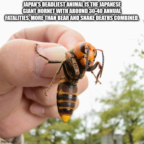 asian murdering hornets - Japan'S Deadliest Animal Is The Japanese Giant Hornet With Around 3040 Annual Fatalities, More Than Bear And Snake Deaths Combined. imgflip.com