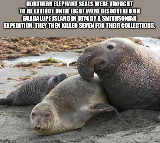 willy wonka meme - Northern Elephant Seals Were Thought To Be Extinct Until Eight Were Discovered On Guadalupe Island In 1874 By A Smithsonian Expedition. They Then Killed Seven For Their Collections. imgflip.com